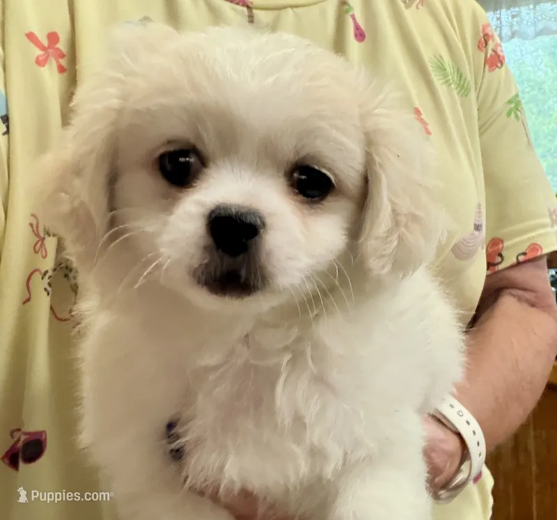 Sassie – Chihuahua, Pekingese puppy for sale in Ashland, NE