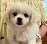 Sassie, a female Chihuahua and Pekingese for sale in Ashland, NE – 1 of 4