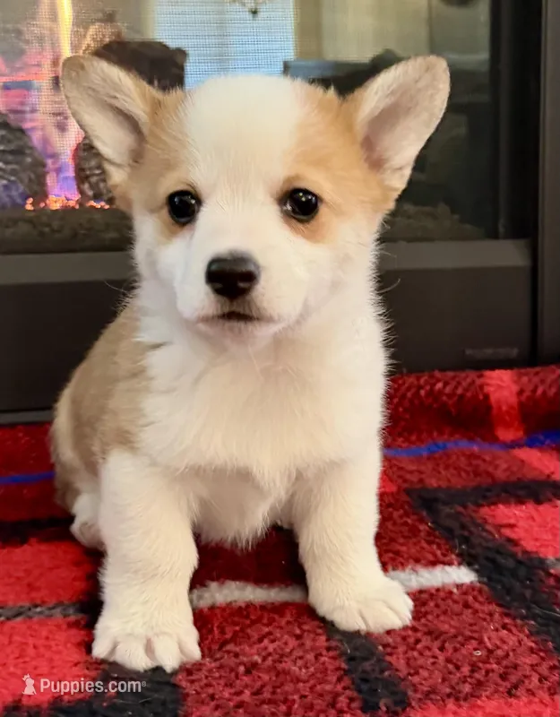 Andrew – Pembroke Welsh Corgi puppy for sale in Ashland, NE