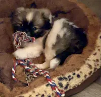 Jeff, a male Pekingese for sale in Ashland, NE – 2 of 4