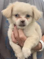 Katie, a female Chihuahua and Pekingese for sale in Ashland, NE – 2 of 2