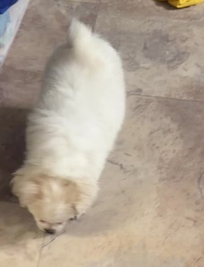 Sassie, a female Chihuahua and Pekingese for sale in Ashland, NE – 4 of 4