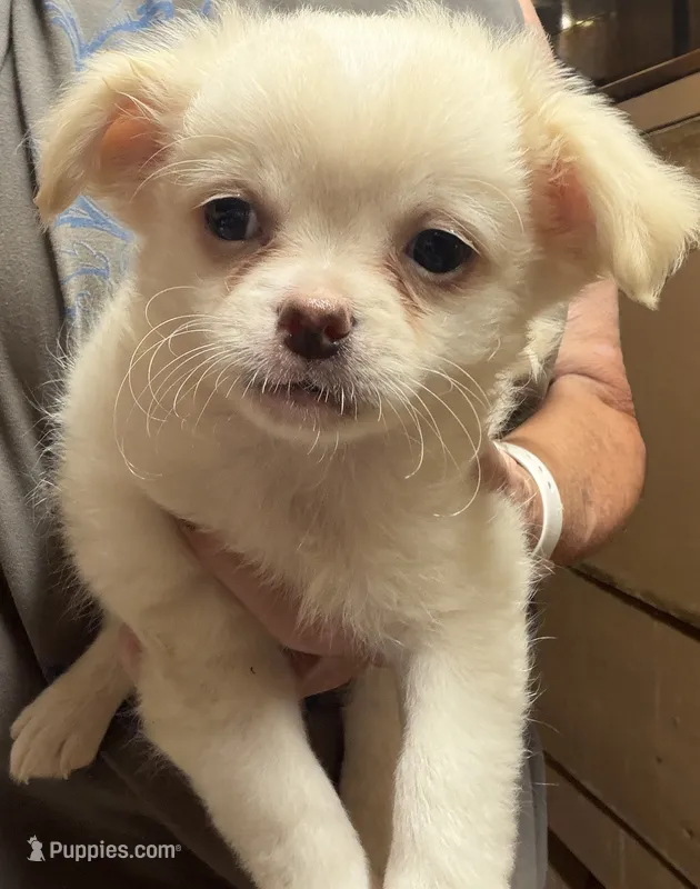 Alex – Chihuahua, Pekingese puppy for sale in Ashland, NE