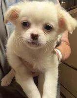 Alex, a male Chihuahua and Pekingese for sale in Ashland, NE – 1 of 2