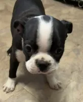 Lenny, a male Boston Terrier for sale in Ashland, NE – 2 of 3