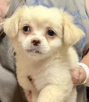 Alex, a male Chihuahua and Pekingese for sale in Ashland, NE – 2 of 2