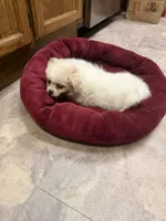 Sassie, a female Chihuahua and Pekingese for sale in Ashland, NE – 3 of 4