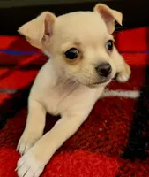 Annie, a female Chihuahua for sale in Ashland, NE – Photo 2 of 2
