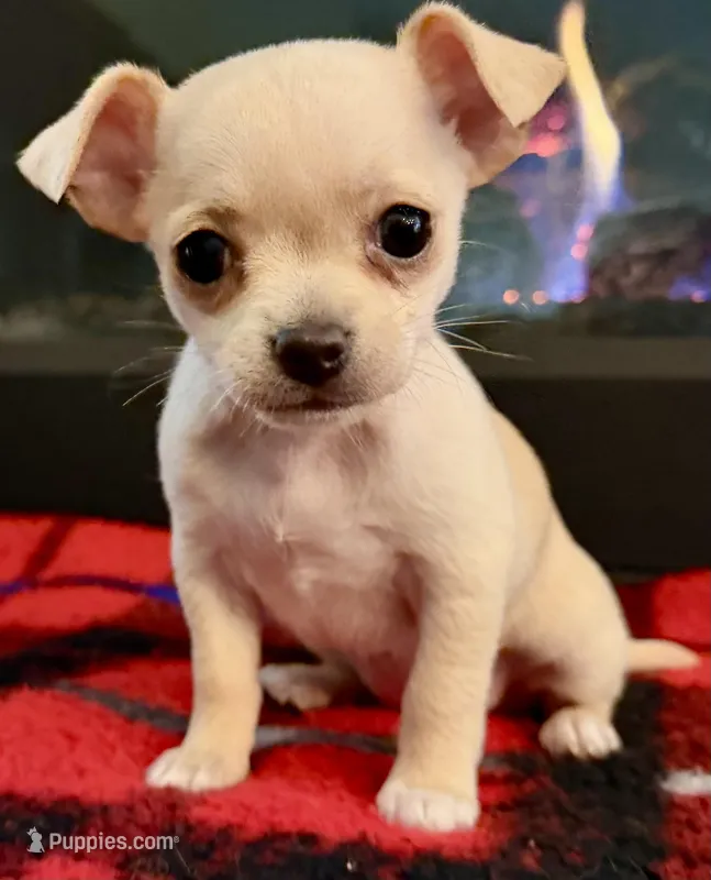 Annie – Chihuahua puppy for sale in Ashland, NE