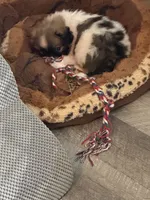 Jeff, a male Pekingese for sale in Ashland, NE – 3 of 4