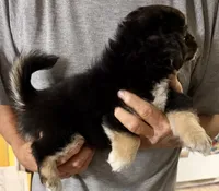 Gavin, a male Chihuahua and Pekingese for sale in Ashland, NE – 4 of 4