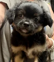 Geoff, a male Chihuahua and Pekingese for sale in Ashland, NE – 2 of 2