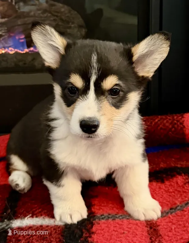 Matthew – Pembroke Welsh Corgi puppy for sale in Ashland, NE