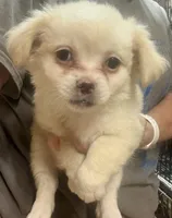 Katie, a female Chihuahua and Pekingese for sale in Ashland, NE – 1 of 2