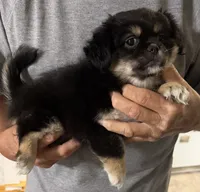 Gavin, a male Chihuahua and Pekingese for sale in Ashland, NE – 3 of 4