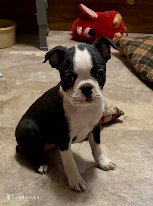 Olivia – Boston Terrier puppy on hold in Ashland, NE