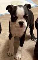 Olivia, a female Boston Terrier for sale in Ashland, NE – 2 of 3