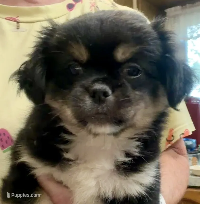 Gavin – Chihuahua, Pekingese puppy for sale in Ashland, NE