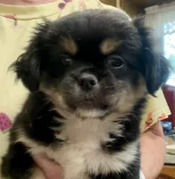 Gavin, a male Chihuahua and Pekingese for sale in Ashland, NE – 1 of 4