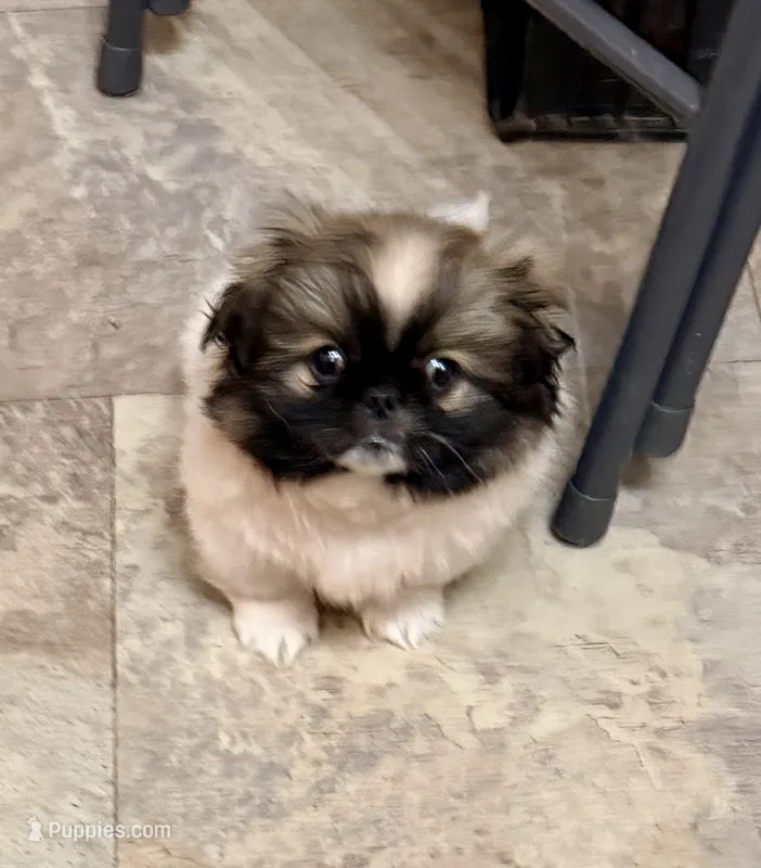 Jeff – Pekingese puppy for sale in Ashland, NE