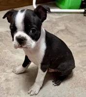 Lenny, a male Boston Terrier for sale in Ashland, NE – 1 of 3