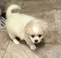 Sassie, a female Chihuahua and Pekingese for sale in Ashland, NE – 2 of 4