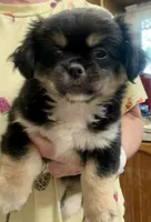 Gavin, a male Chihuahua and Pekingese for sale in Ashland, NE – 2 of 4