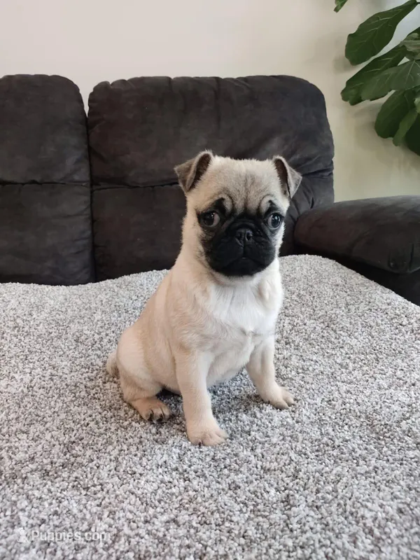 Max – Pug puppy for sale in Manns Choice, PA