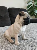 Max, a male Pug for sale in Manns Choice, PA – Photo 4 of 4