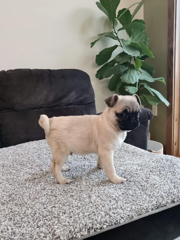 Max – Pug puppy for sale in Manns Choice, PA