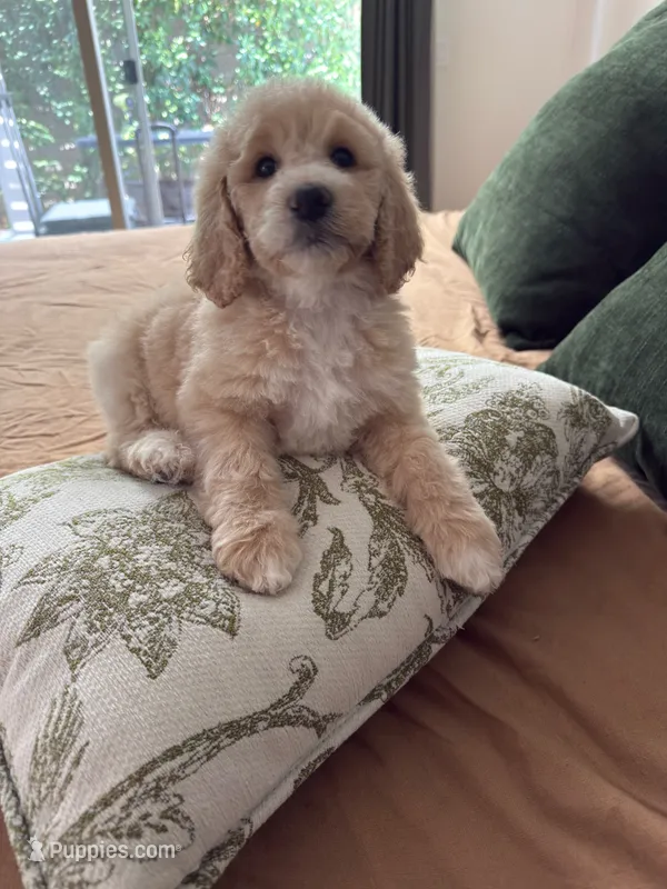 Mango – Poodle - Standard  puppy for sale in Indio, CA