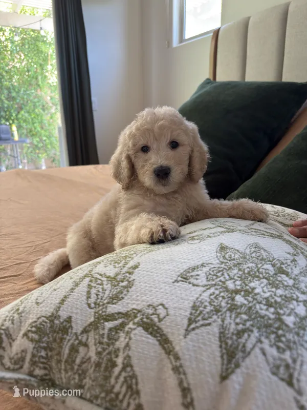 Rocket – Poodle - Standard  puppy for sale in Indio, CA