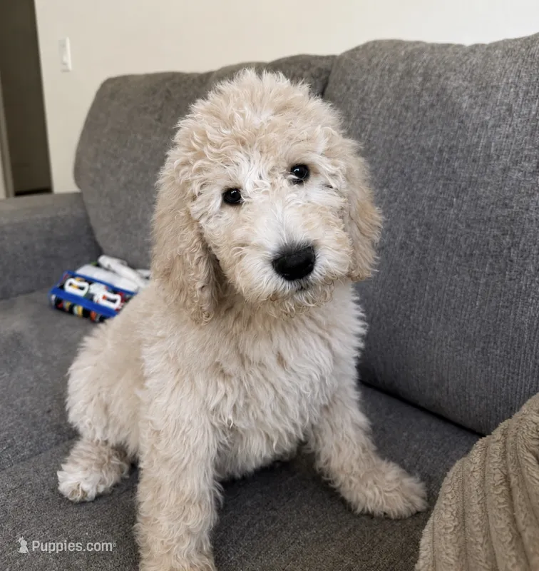 Bestsy – Poodle - Standard  puppy for sale in Indio, CA