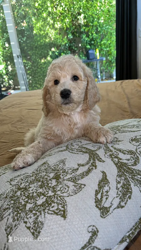 Bestsy – Poodle - Standard  puppy for sale in Indio, CA