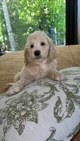 Bestsy, a female Poodle - Standard  for sale in Indio, CA – 1 of 1