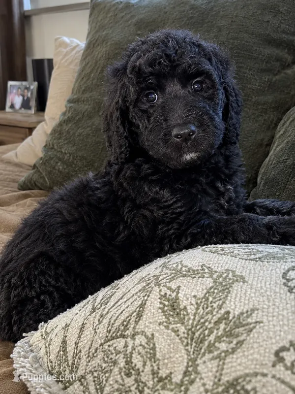Melody – Poodle - Standard  puppy for sale in Indio, CA