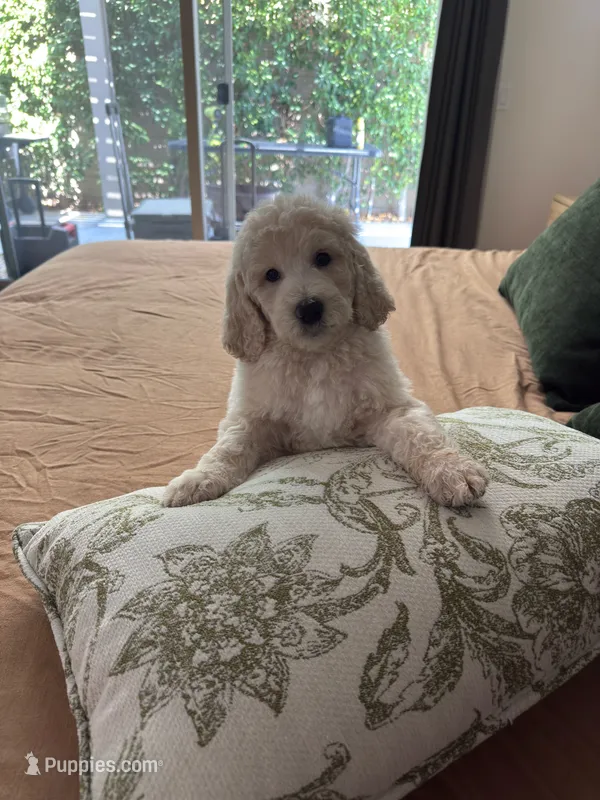 Bobby – Poodle - Standard  puppy for sale in Indio, CA