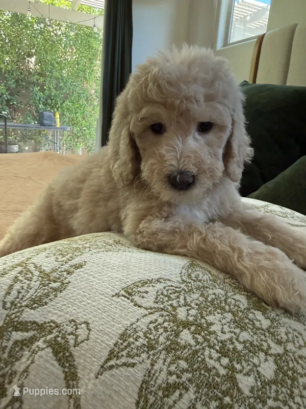 Denver – Poodle - Standard  puppy for sale in Indio, CA