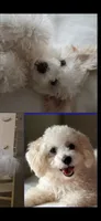 Chucha, a female Bichon Frise and Chihuahua for sale in Clearwater, FL – 3 of 5