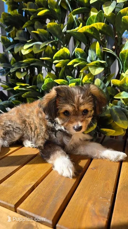 Chucha – Bichon Frise, Chihuahua puppy for sale in Clearwater, FL