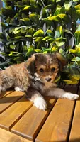 Chucha, a female Bichon Frise and Chihuahua for sale in Clearwater, FL – 1 of 5
