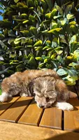 Chucha, a female Bichon Frise and Chihuahua for sale in Clearwater, FL – 2 of 5
