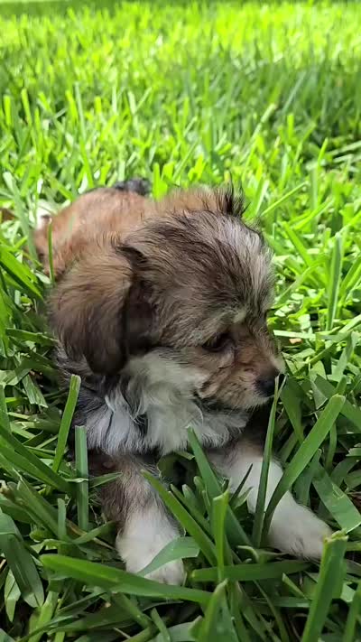 Chucha, a female Bichon Frise and Chihuahua for sale in Clearwater, FL – 5 of 5