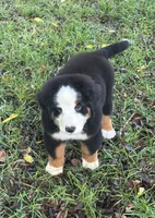female crystals litter , a female Bernese Mountain Dog for sale in Enterprise, AL – 2 of 3