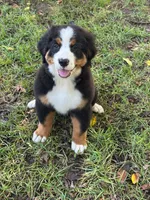 bernese female , a female Bernese Mountain Dog for sale in Enterprise, AL – 2 of 4