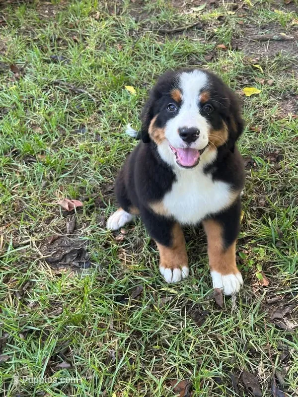 bernese female  – Bernese Mountain Dog puppy for sale in Enterprise, AL