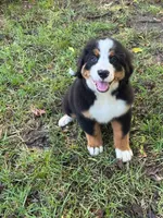bernese female , a female Bernese Mountain Dog for sale in Enterprise, AL – 1 of 4