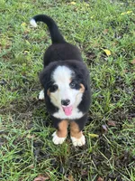 female crystals litter , a female Bernese Mountain Dog for sale in Enterprise, AL – 3 of 3