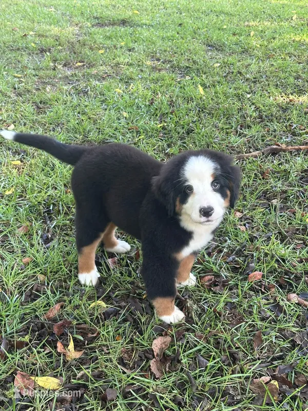 female crystals litter  – Bernese Mountain Dog puppy for sale in Enterprise, AL