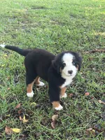 female crystals litter , a female Bernese Mountain Dog for sale in Enterprise, AL – 1 of 3